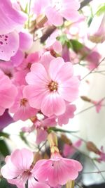 Close-up of pink flowers blooming outdoors