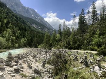 Scenic view of pine trees against sky