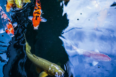 Fish swimming in sea