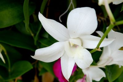 Close-up of white flowering plant