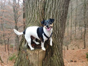 Portrait of dog yawning by tree