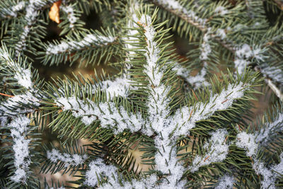 Close-up of pine tree during winter