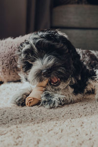 Cute black and white 2 months old havanese puppy enjoying a sweet potato chew on a rug.