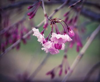 Close-up of pink flowers