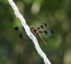 Close-up of wilted plant