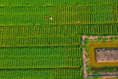 Farmers care sweet potato on field
