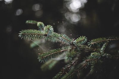 Close-up of spider on web