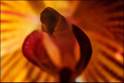 Close-up of flowers against blurred background