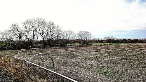 Trees on field