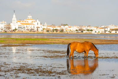 Horse in a lake