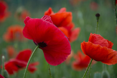 Close-up of red flower