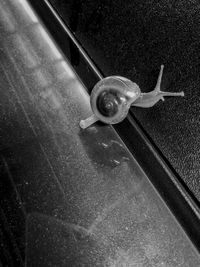 Close-up of snail