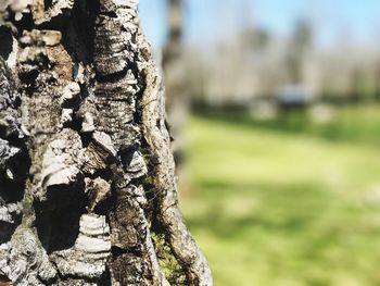 Close-up of tree trunk