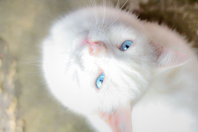 Close-up portrait of a cat