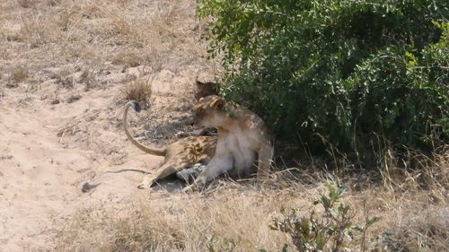 View of cats on ground