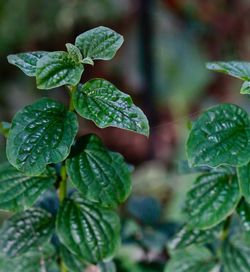 Close-up of water drops on plant