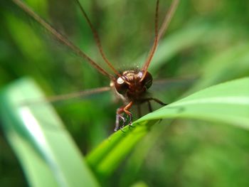 Close-up of insect on leaf