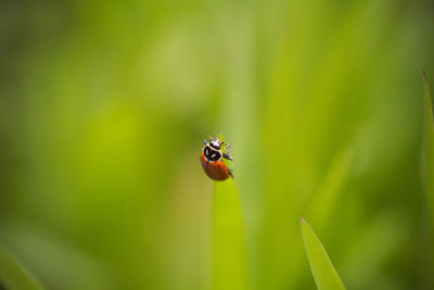 Close-up of insect on leaf