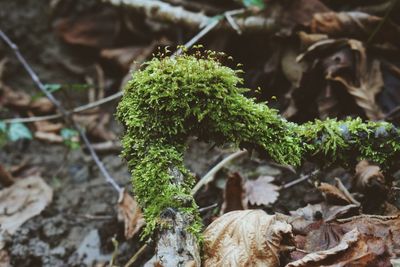 Close-up of lichen growing on field