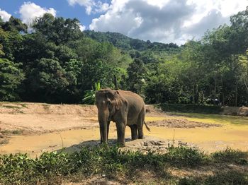 Elephant on field in forest against sky