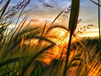 Close-up of wheat at sunset