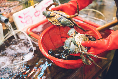 Close-up of crab for sale at market