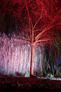 View of illuminated tree at night