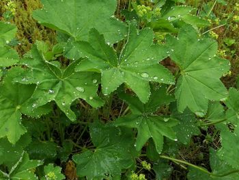 High angle view of wet plant leaves