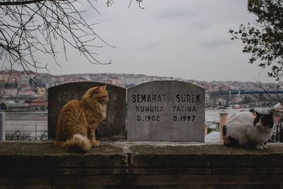 Cats sitting by tombstones against sky in cemetery