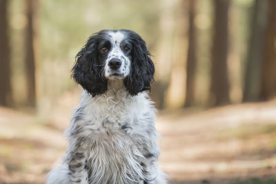 Portrait of dog on field