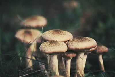 Close-up of mushrooms growing on field