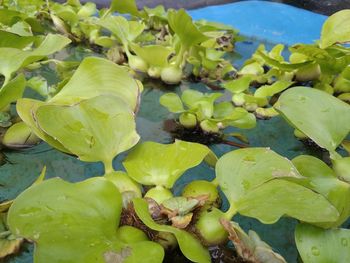 Close-up of lotus water lily in lake