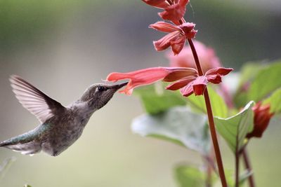 Close-up of hummingbird flying