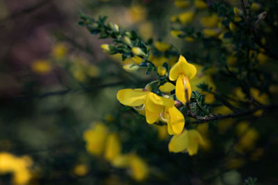 Close-up of butterfly pollinating on flower