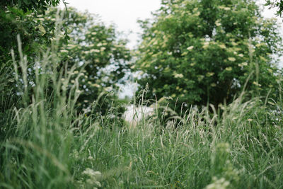 View of horse on field