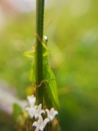 Close-up of insect on plant