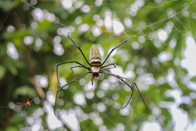 Spider,spider siting on the net,big spider,spider in asis images