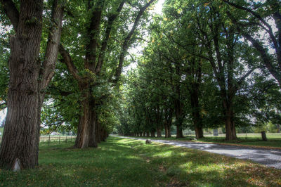 Trees in forest