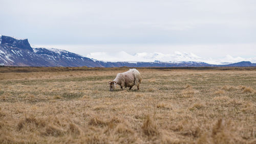 Sheep in a field