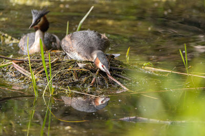 Ducks in a lake