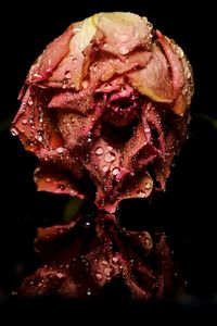 Close-up of pink rose over black background