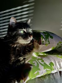 Greenish. a senior cat lies on two green cushions emerges from shadows. a domestic and intimate view