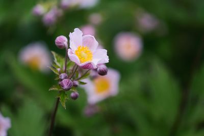 Close-up of pink flowering plant