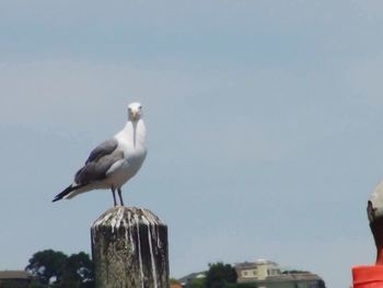 Low angle view of seagulls perching on railing