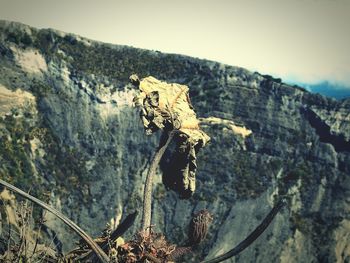 Close-up of tree against mountain
