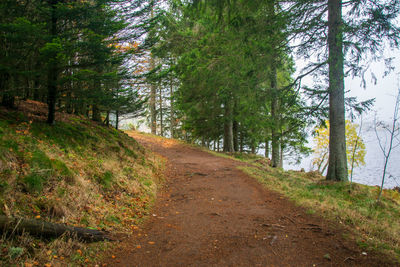 Road amidst trees in forest