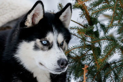 Close-up of a dog looking away