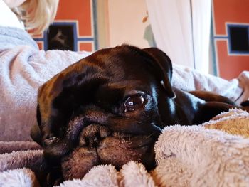 Close-up portrait of dog relaxing on bed at home