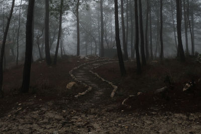 Dark road with trees in the forest