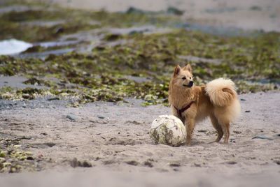 View of  dogs on beach